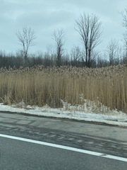 Phragmites australis australis