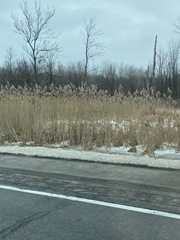 Phragmites australis australis