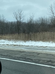 Phragmites australis australis