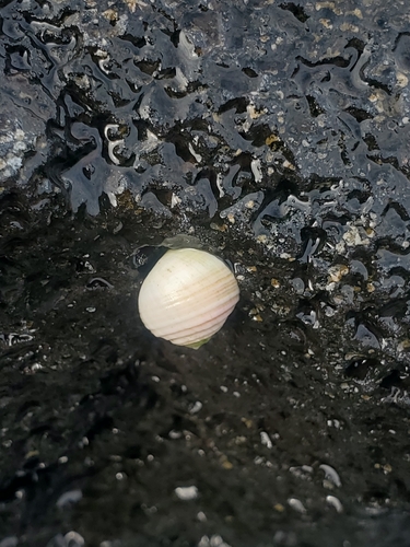 Nerita plicata observed 2026-01-23