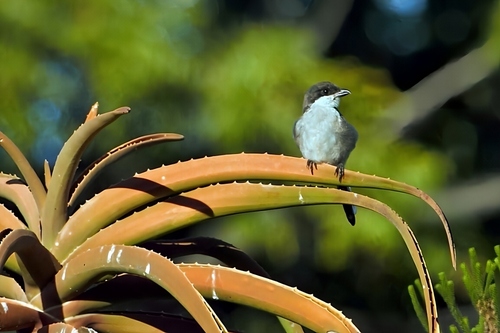 Southern Fiscal (Lanius collaris), photo 3