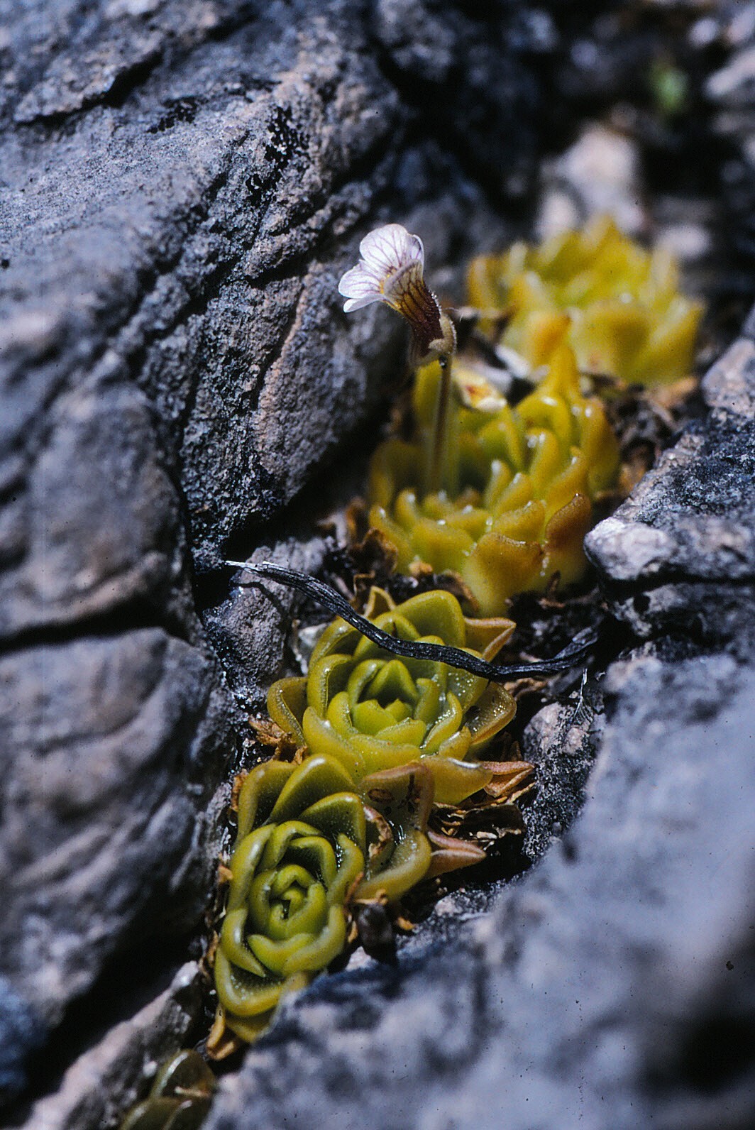 Pinguicula kondoi Casper 4