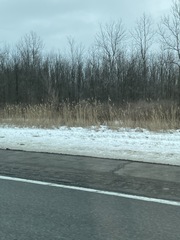 Phragmites australis australis