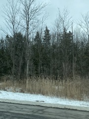 Juniperus virginiana virginiana