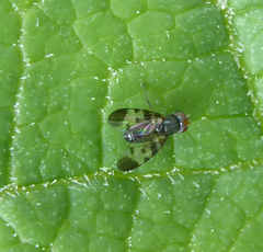 Herina pseudoluctuosa