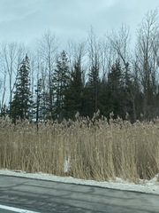Juniperus virginiana virginiana
