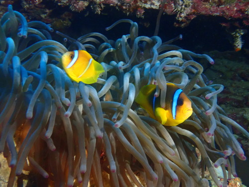 Amphiprion bicinctus
