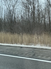 Phragmites australis australis