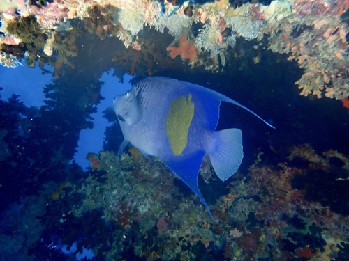 Halfmoon Angelfish — seen at this dive site