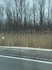 Phragmites australis australis