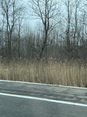 Phragmites australis australis