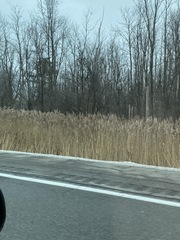 Phragmites australis australis