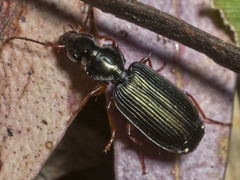 Anomotarus illawarrae