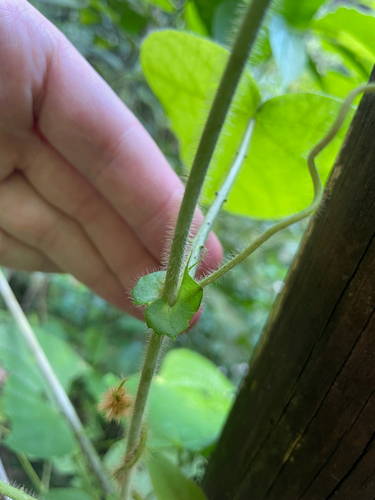 Passiflora menispermifolia, photograph 4