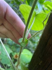 Passiflora menispermifolia, photograph (c) Chase Mathey, some rights reserved (CC BY)