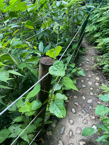 Passiflora menispermifolia