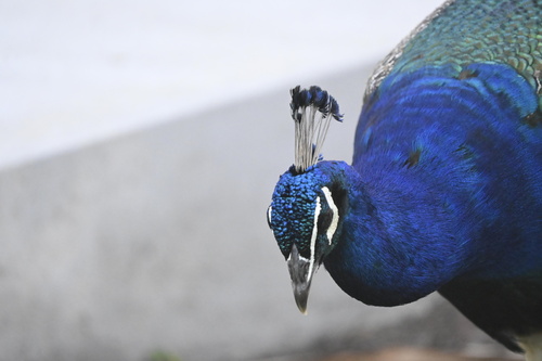 Indian Peafowl (Pavo cristatus), photo 9