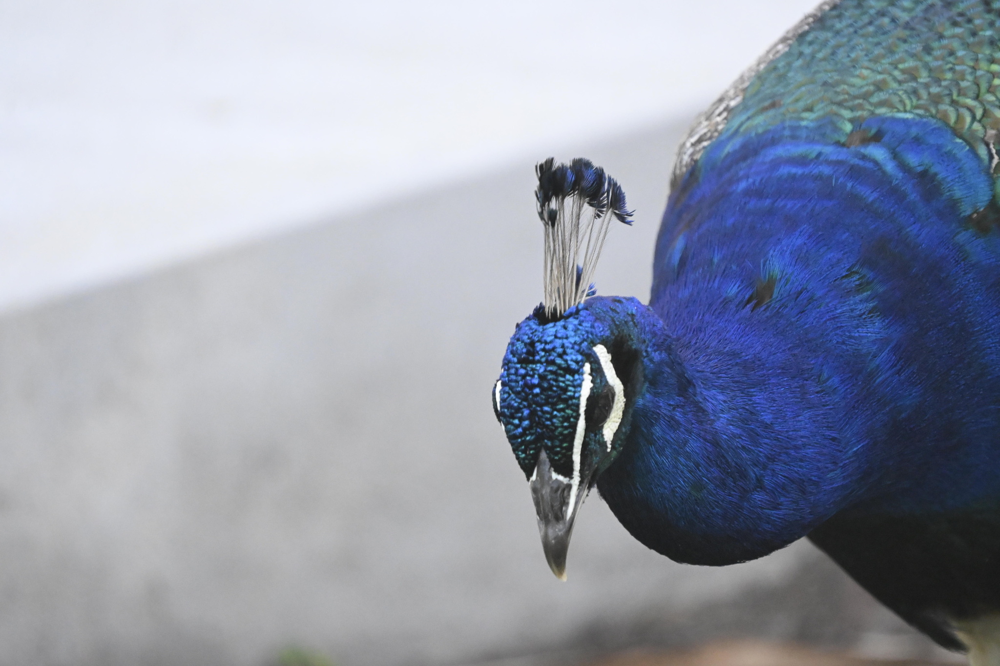 Indian Peafowl (Pavo cristatus), photo 9