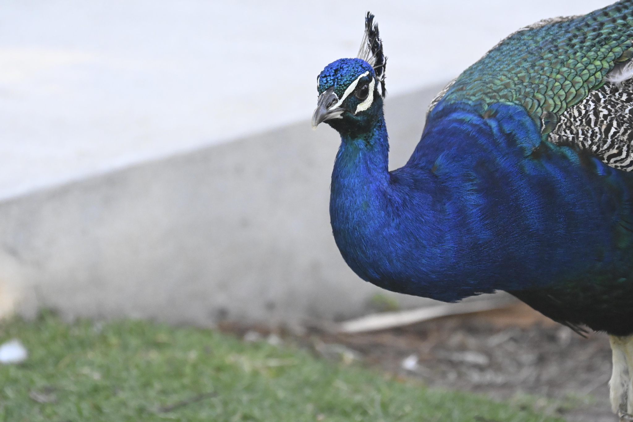 Indian Peafowl (Pavo cristatus), photo 10