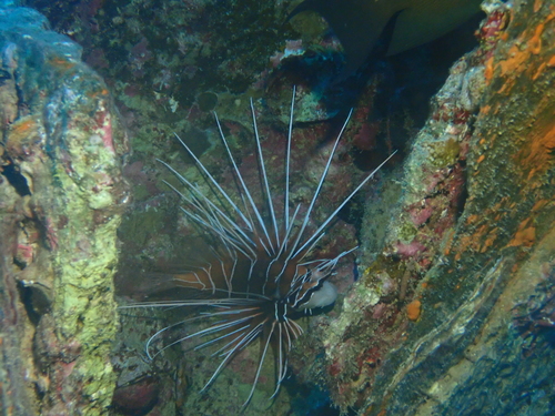 Pteropterus cinctus
