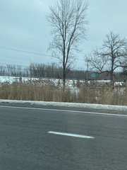 Phragmites australis australis