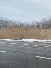 Phragmites australis australis