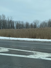 Phragmites australis australis
