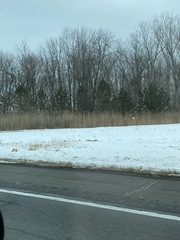 Phragmites australis australis