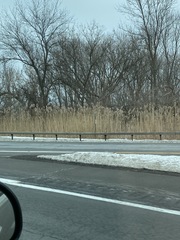 Phragmites australis australis