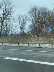 Phragmites australis australis