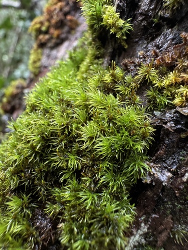Holomitrium, 2026-01-06