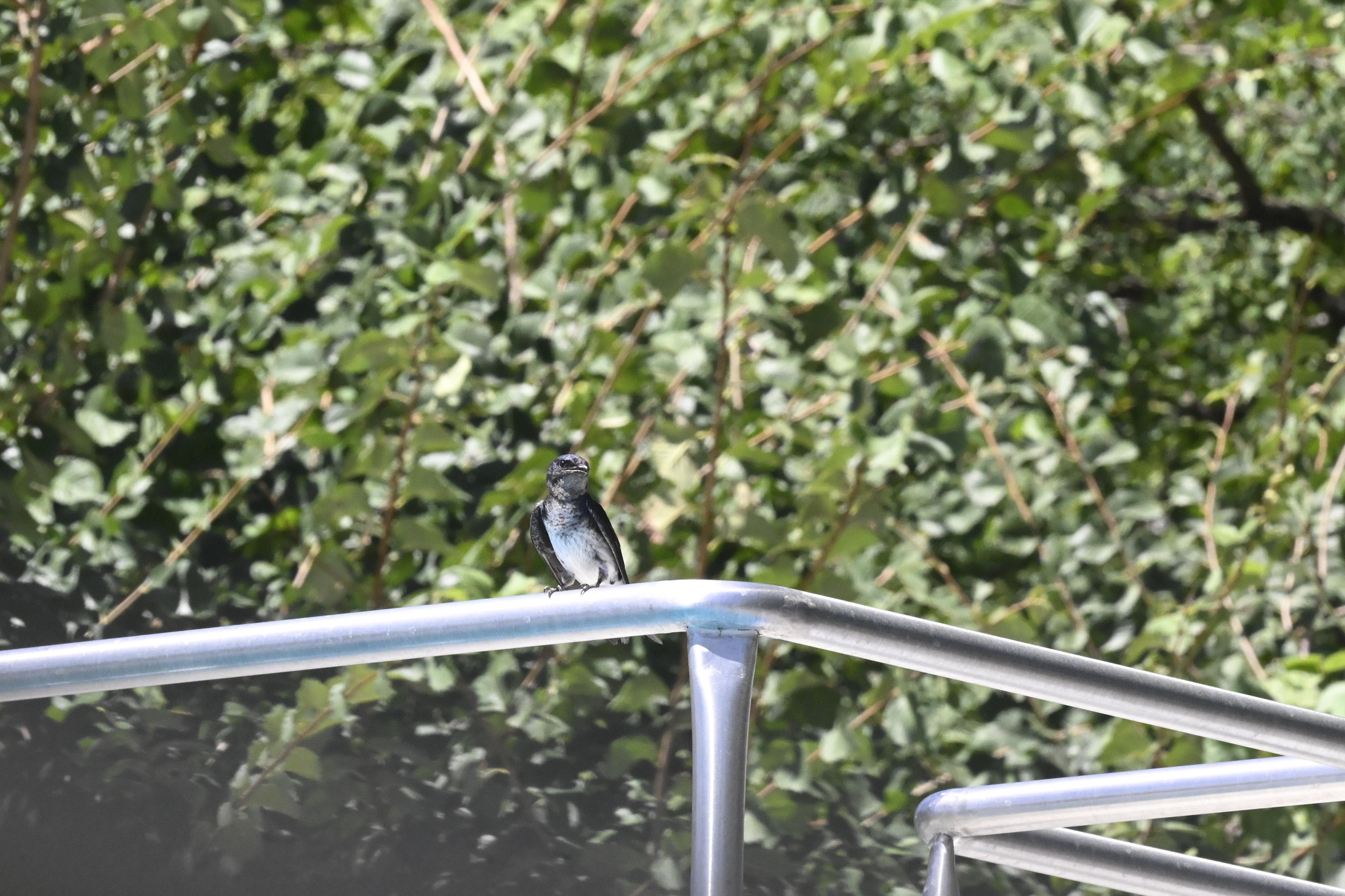 Grey-breasted Martin (Progne chalybea), photo 6