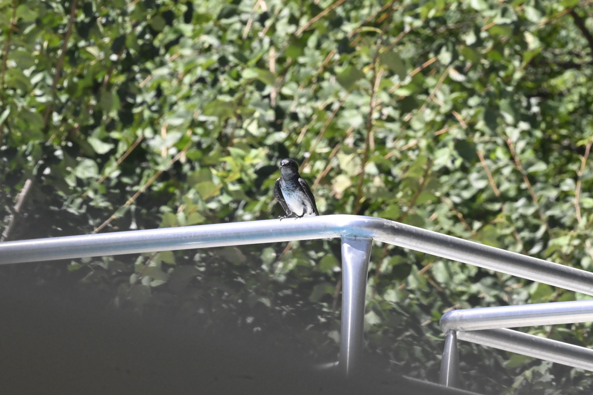 Grey-breasted Martin (Progne chalybea), photo 7