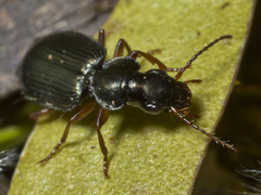 Anomotarus illawarrae
