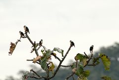 Microhierax caerulescens