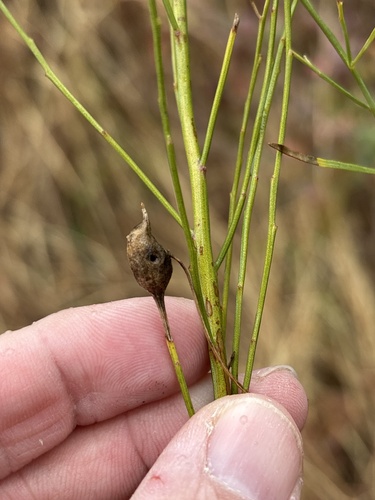 Unknown species found near Sandy Lane Park, Fort Worth, TX, US
