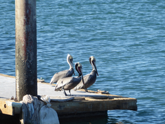 Pelecanus occidentalis