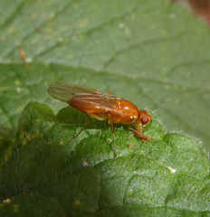 Psila fimetaria