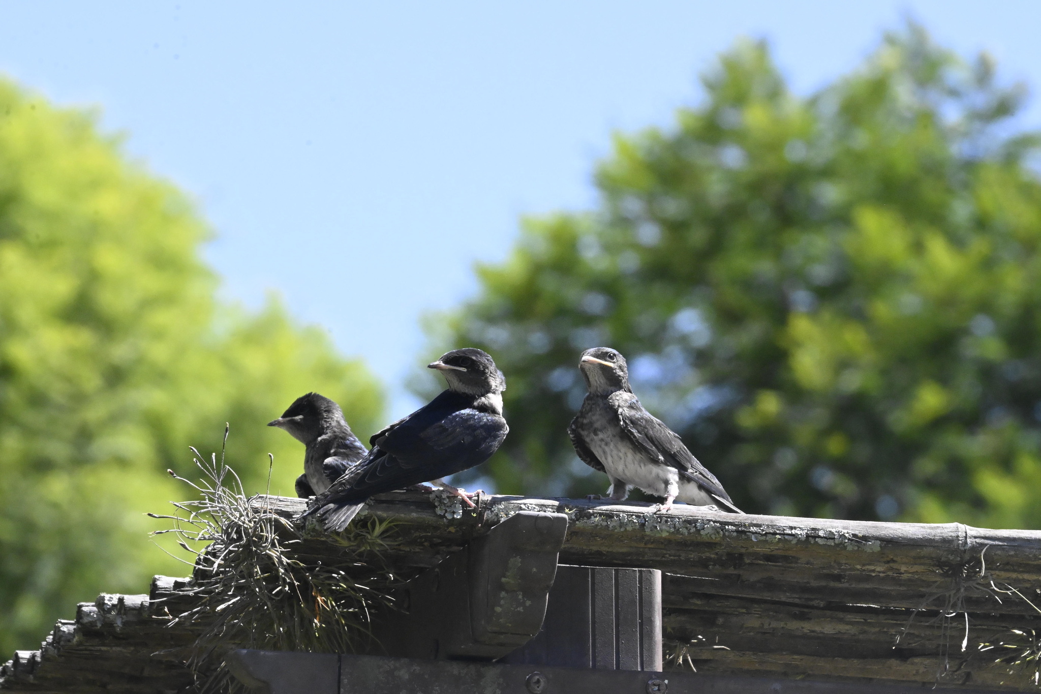 Grey-breasted Martin (Progne chalybea), photo 8
