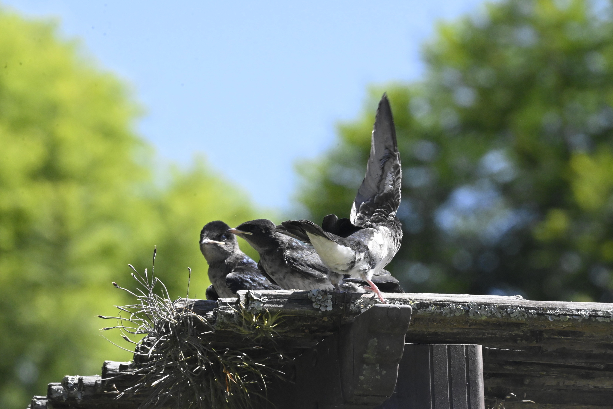 Grey-breasted Martin (Progne chalybea), photo 9