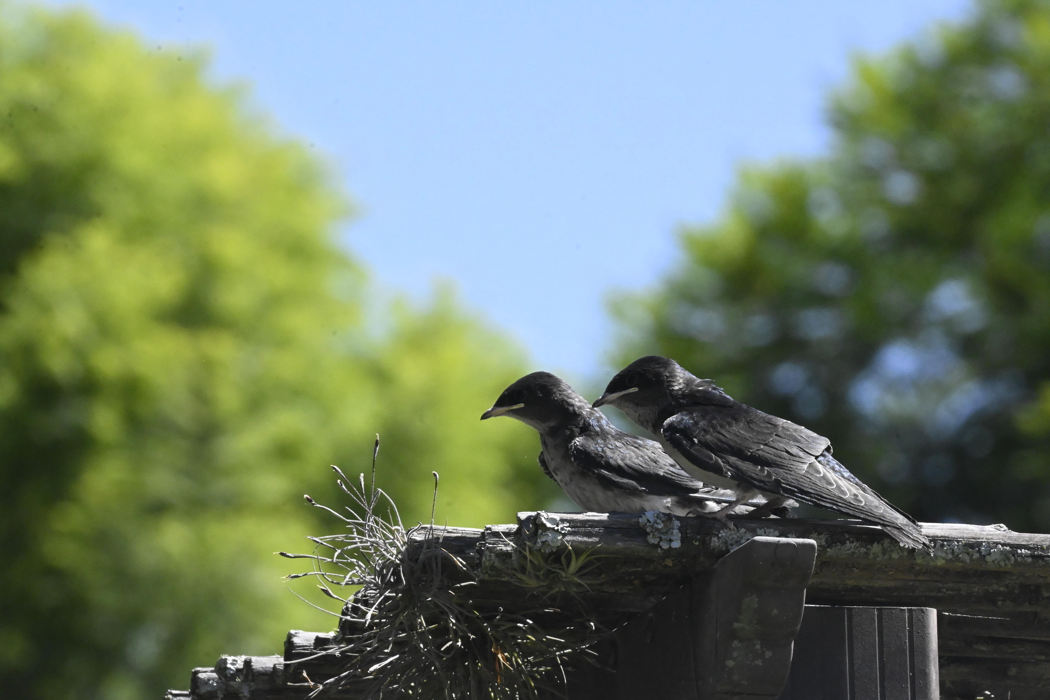 Grey-breasted Martin (Progne chalybea), photo 10