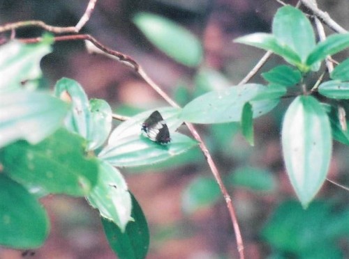 Panthiades aeolus