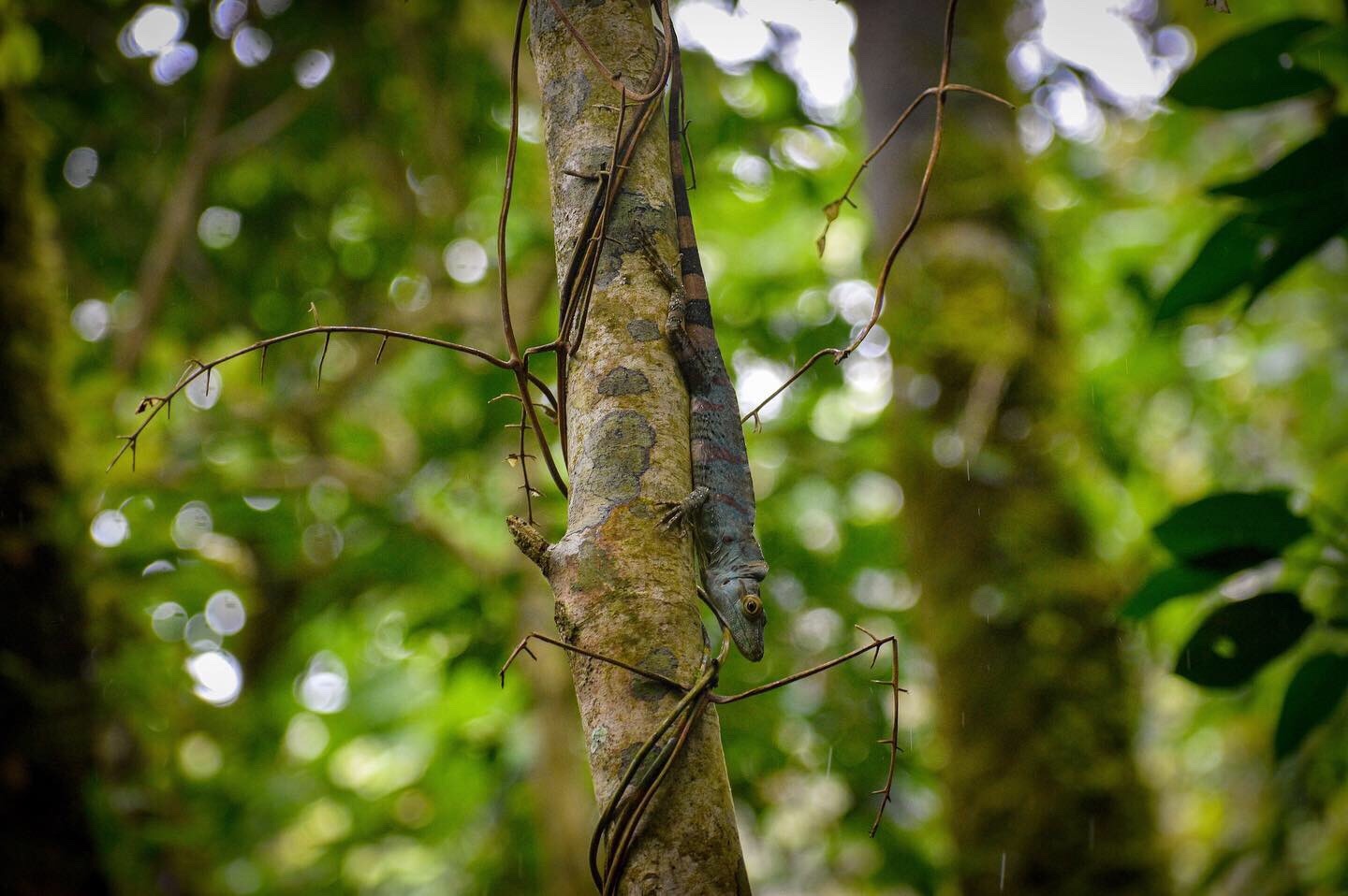 Casilda's Anole photo 2