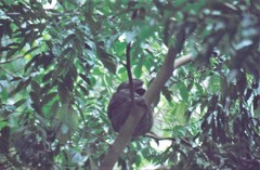 Bradypus variegatus trivittatus