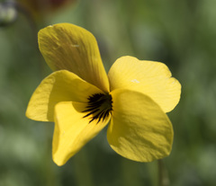 Viola douglasii