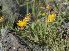 Trifolium jokerstii