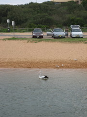 Pelecanus conspicillatus