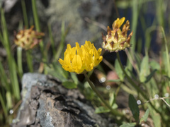 Trifolium jokerstii
