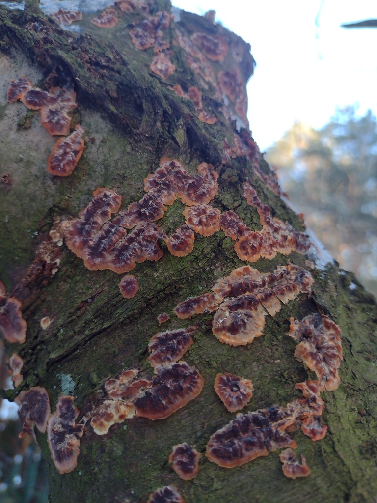Phlebia radiata · January 2026 · photo: © bagli (iNaturalist, cc0)