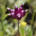 Trifolium depauperatum - Photo (c) Todd Ramsden,  זכויות יוצרים חלקיות (CC BY-NC), הועלה על ידי Todd Ramsden